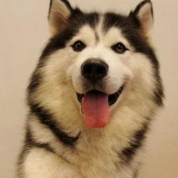 哈士奇游戏爆料视频,神秘元素与刺激冒险即将开启! 第1张 哈士奇游戏爆料视频,神秘元素与刺激冒险即将开启! 第1张